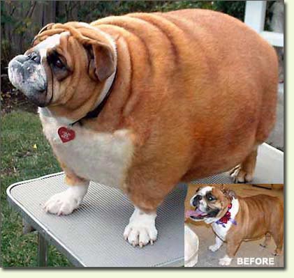 fat-dog