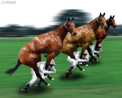 horserace